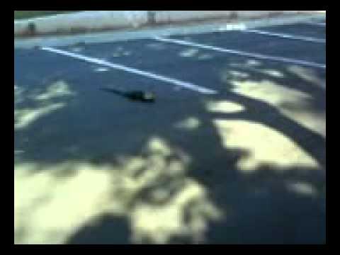 Lagarto Fatecano FATEC SO / Sorocaba