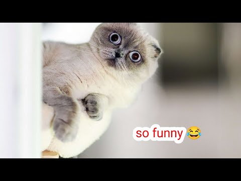 funny cat cute cats | funny animals video - funniest cats #1 best moments of cats