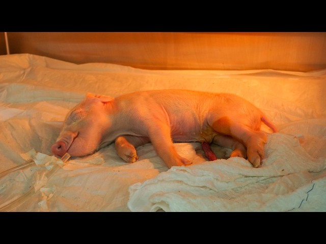 Primeiro porco clonado da América Latina para xenotransplante