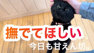 【黒猫】撫でてアピールが止まらない！甘えん坊な保護猫キキの癒しの日常🐈‍⬛