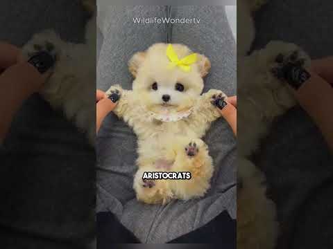 Bichon Frise: The Fluffiest, Friendliest Dog Ever! 🐶☁ #DogLover