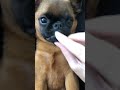 Puppy lost his baby teeth
