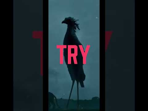 Secretary bird edit #flowmovie  #idkwhattoputhere #flowmovieedit