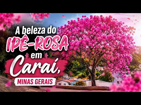 A beleza do ipê-rosa em Caraí, Minas gerais.