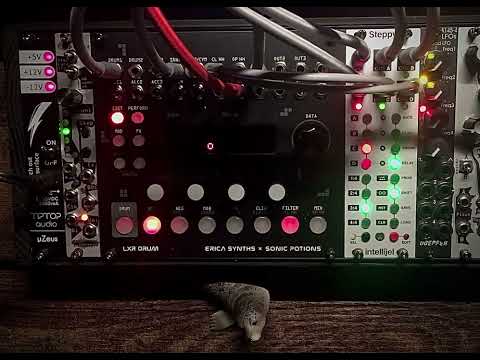 Erica Synths LXR, Blackhole DSP, Rings- ‘Polydrum Fun’- RtB #eurorack #modularsynthesis #lxr