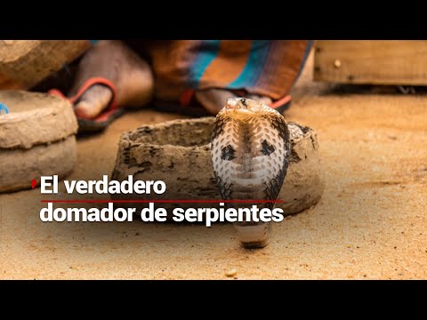 El verdadero ENCANTADOR DE SERPIENTES | Doma a las cobras sin agredirlas y salva a los humanos