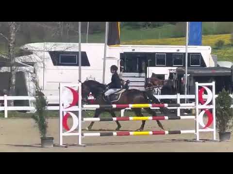 2015 gorgeous mare by DIARADO www.sporthorses-online.com