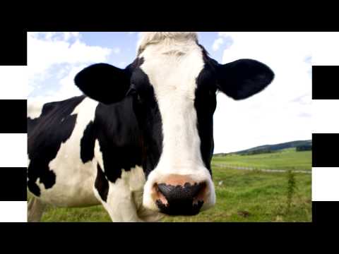 Cinquanta sfumature di indifferenza