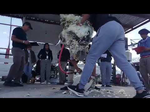 Capitàl nacionàl de la esquila Rio Mayo Chubùt 2026 