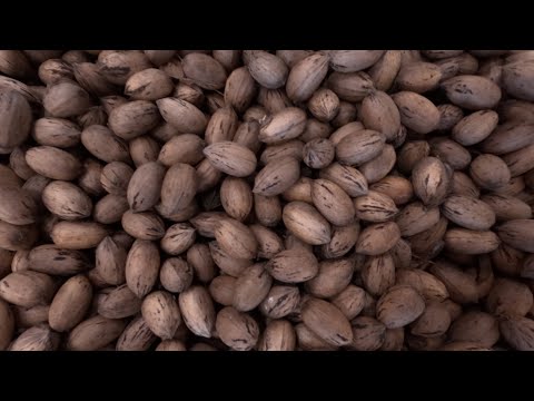 The EASY way to shell Pecans!