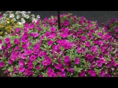 Kabloom - The First Calibrachoa From Seed thumbnail