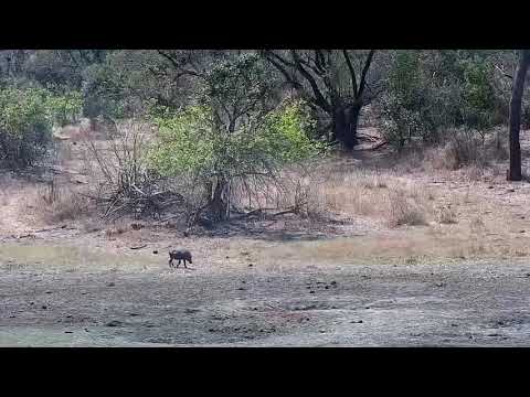 Djuma: Warthogs - 13:07 - 09/06/21