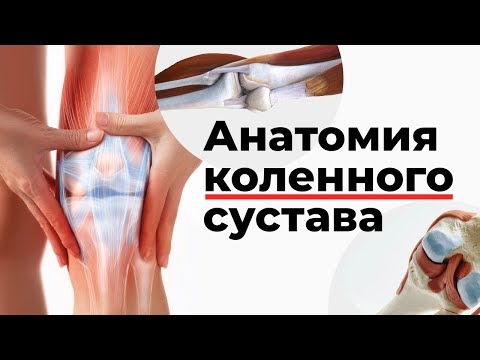 Анатомия коленного сустава