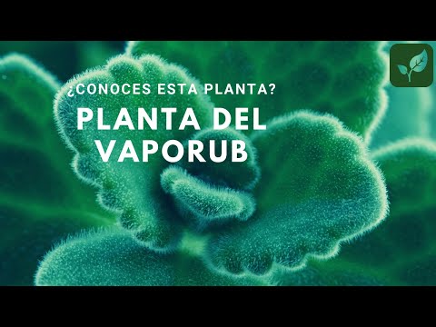 , title : 'VAPORUB Planta de Remedios Caseros Invernadero Huerto Urbano'