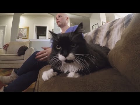 Cancer-detecting cat saves owner's life