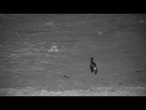 Djuma: Honey Badger returns-Pt:2 - 22:45 - 10/12/19