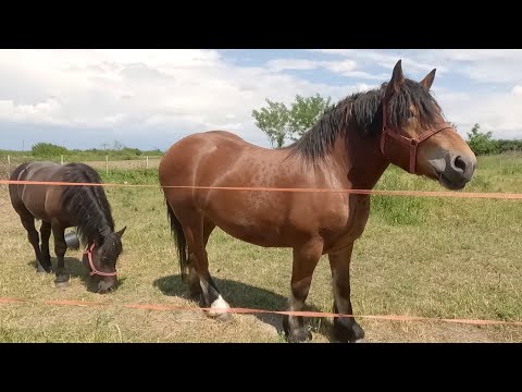 Caii domnului Dodo de la Botiz - Satu Mare 2021