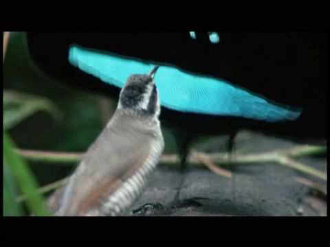 Earth - La Nostra Terra: Clip dal film (rivale, o "uccello del paradiso superbo")