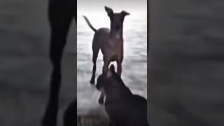 Dance Dance Dance With My Hands Hands Hands #shorts