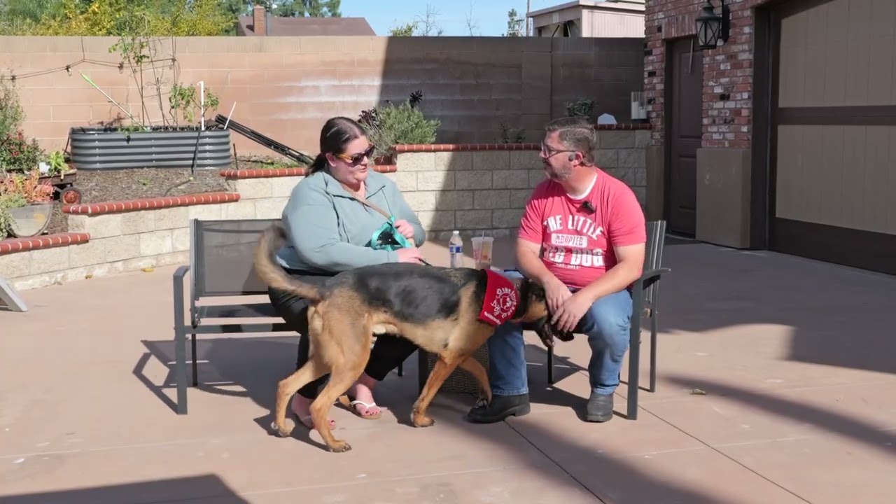 Enlarge Sirius - Courtesy Post for our friends at The Little Red Dog, a ADOPTABLE German Shepherd Dog in Brookfield, CT video 6/6