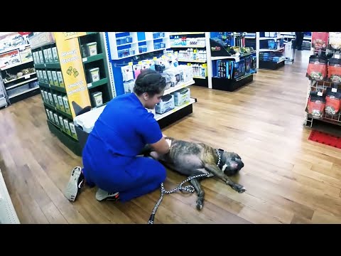 Funniest Reaction of Animals Go To The Vet 😂🐶🐱 [Funny Pets]