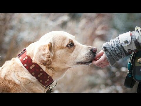 С.Есенин: Сукин  сын.