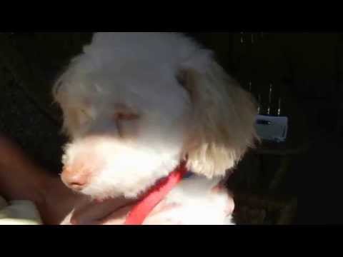 Humphrey, an adopted Poodle in Houston, TX_image-1