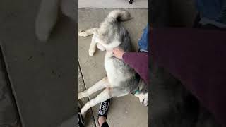 Video preview image #1 Siberian Husky Puppy For Sale in Carrollton, TX, USA