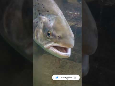 Fliegenfischen in Mecklenburg-Vorpommern