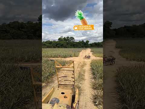 Plantação de Abacaxi -Cujubim Ro