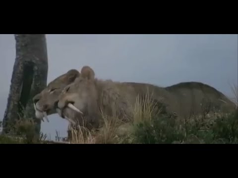 Quest for Fire (1981) Sabertooth