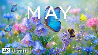 Spring Flowers 4K – The Moment Spring Blooms 2026 🌸 Wildflower Fields, Hills & Golden Skies