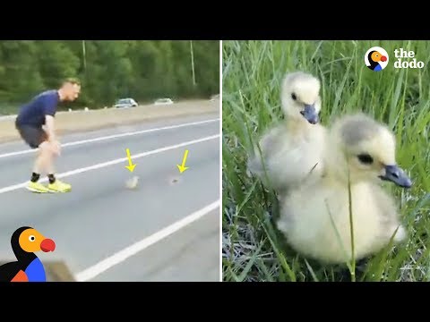Baby Ducks Stuck on Highway Get Help From Kind Strangers | The Dodo