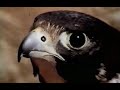 Disney S Varda The Peregrine Falcon Season 16 Ep 7