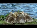 Elvis Presley-Let's Be Friends