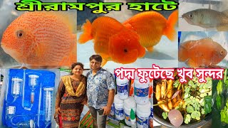 পদ্ম ফুটেছে জলে খুব সুন্দর Hobby | Aquarium Fish Serampore | Aquarium Plants Serampore | Fish 🐟