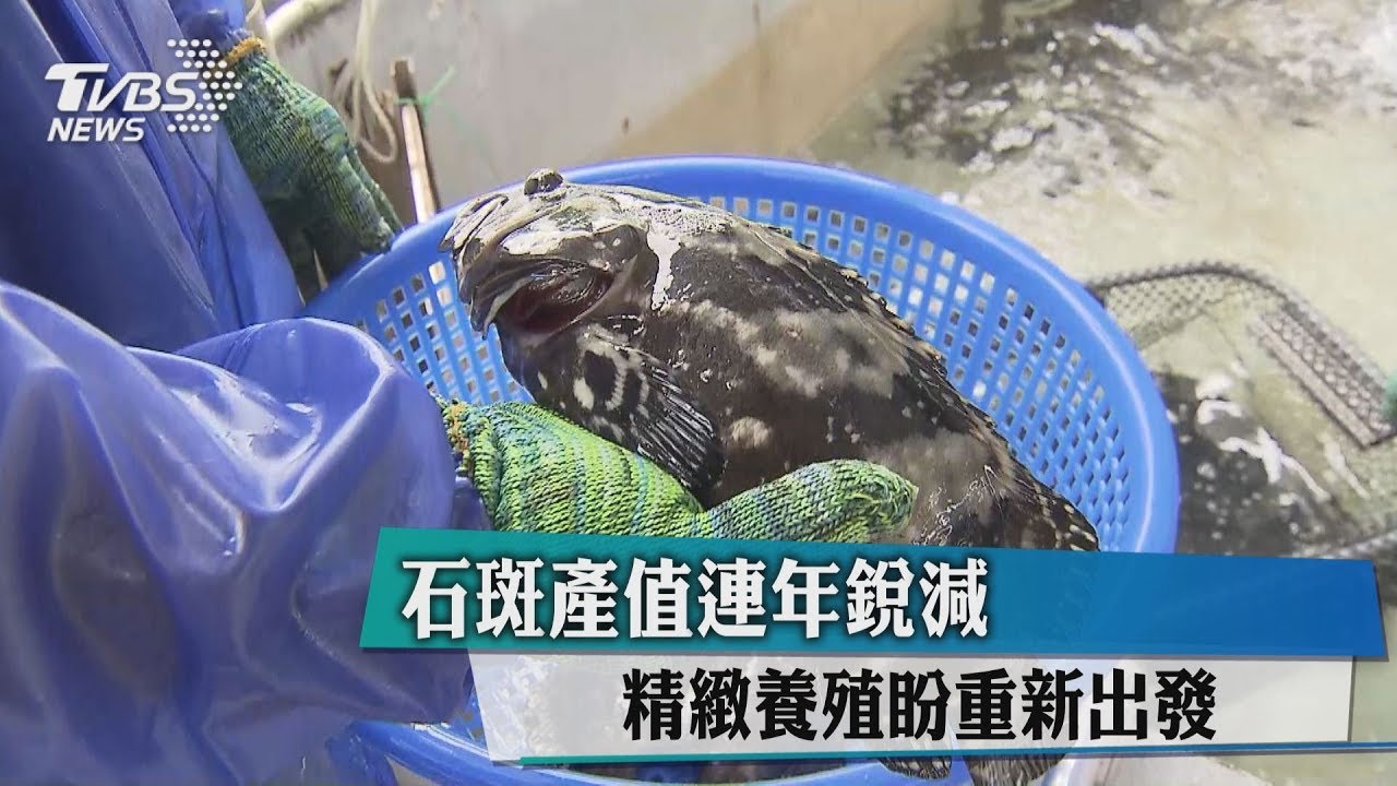 石斑產值連年銳減 精緻養殖盼重新出發