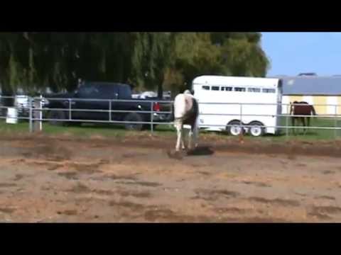 Justified RPSI Silver premium mare