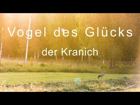 Vogel des Glücks  Der Kranich (Kranichfilm, Cranemovie) | Gamander López 2018