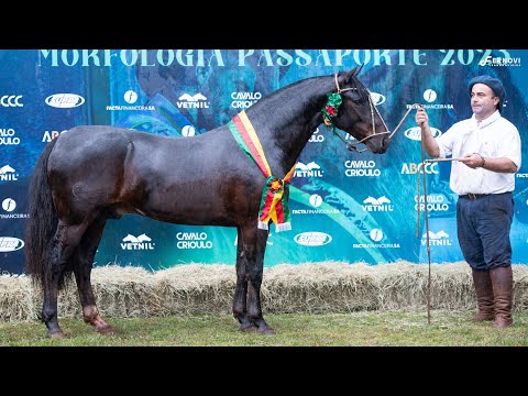 SUCESSO DA CABANHA SANTA FÉ  - Grande Campeão - Passaporte Pato Branco