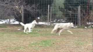 preview picture of video 'A wolfdog pack play run'