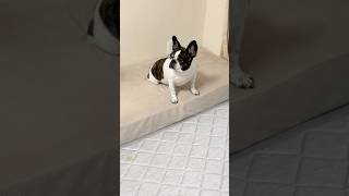 騙されてお怒りなフレブル🐶💢