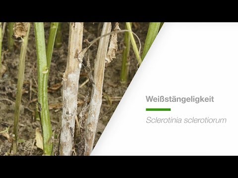#5 Sklerotinia (Weißstängeligkeit) in Raps