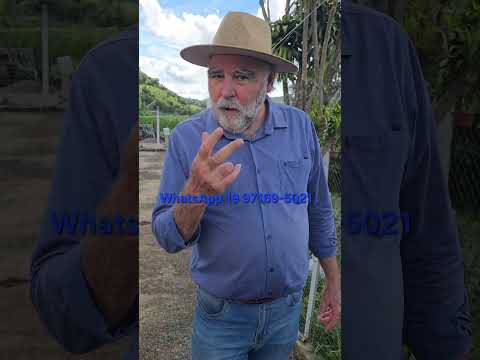 Propriedade Rural à Venda 24.200m2 em Andradas MG Com Cultivo de Bananas e Casa 2 Dormitórios.