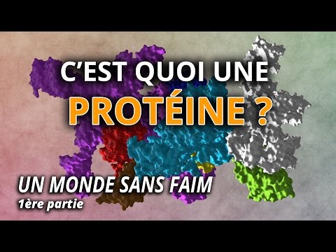 C'est quoi une protéine - L'Esprit Sorcier