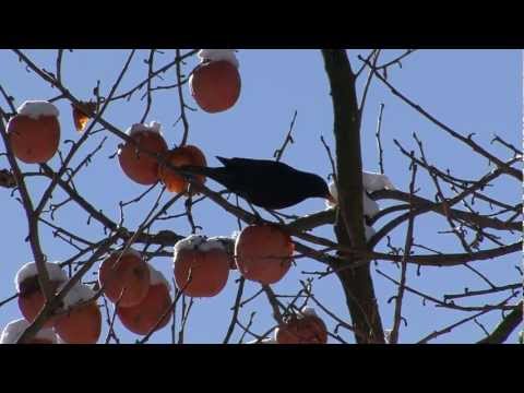 natura  in  giardino /  nature  dans  le  jardin