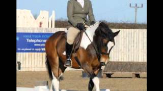 Kiwi - my new horse's first show.