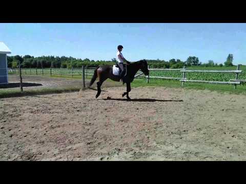 Fiador's Forté - right canter