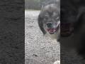 Mastering The Art Of Yo Yo Tricks Unleashing Your Inner Walk The Dog Skit Hobby Dog Hobbylife