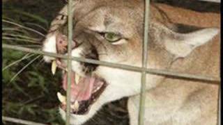 My cat- jack off jill